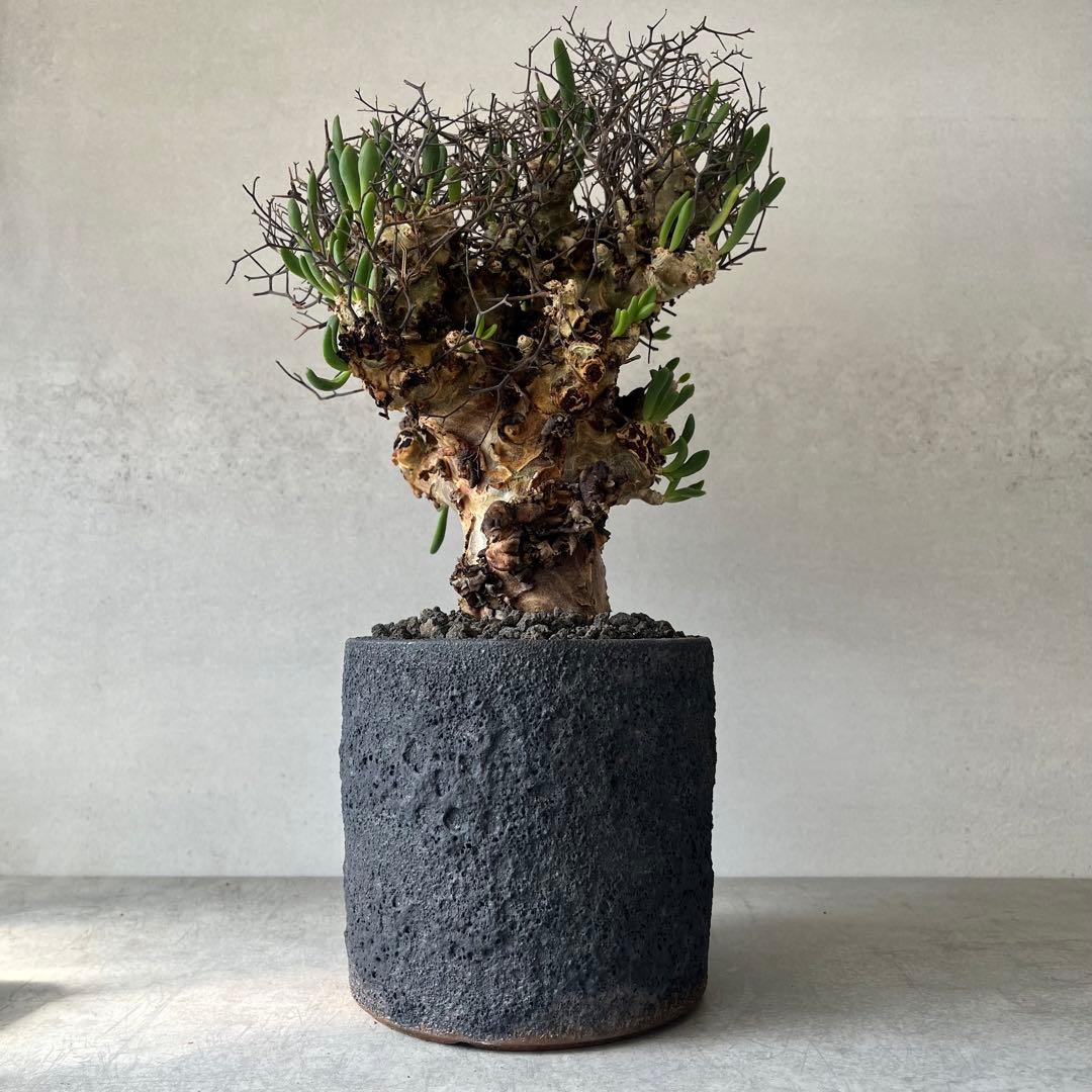 【大株】　チレコドン　レティキュラータス　万物想　現地球　発根済　陶器鉢セット