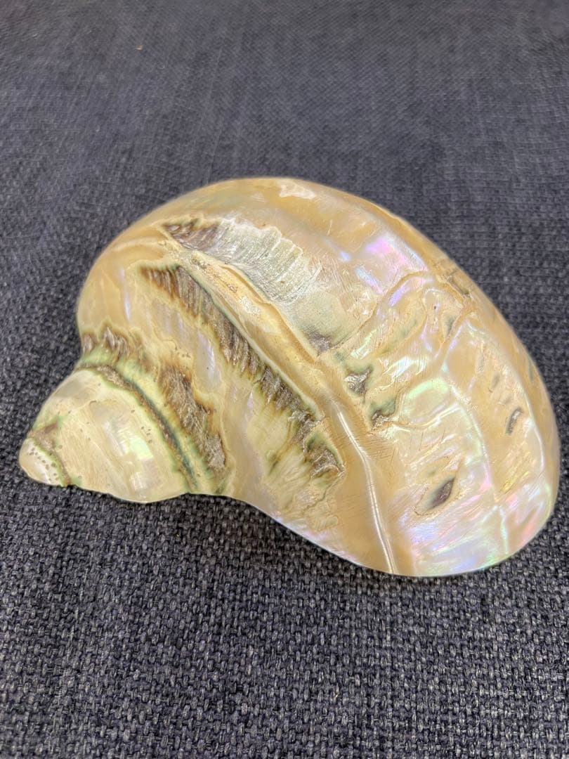 骨董品　天保期 木箱入り 貝殻5点セット 南京貝 男女貝 江戸期